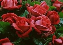 Rosiers