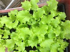 Plants de salades