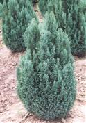 Cyprès de Lawson 'Ellwoodii'