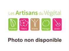 Photo non disponible
